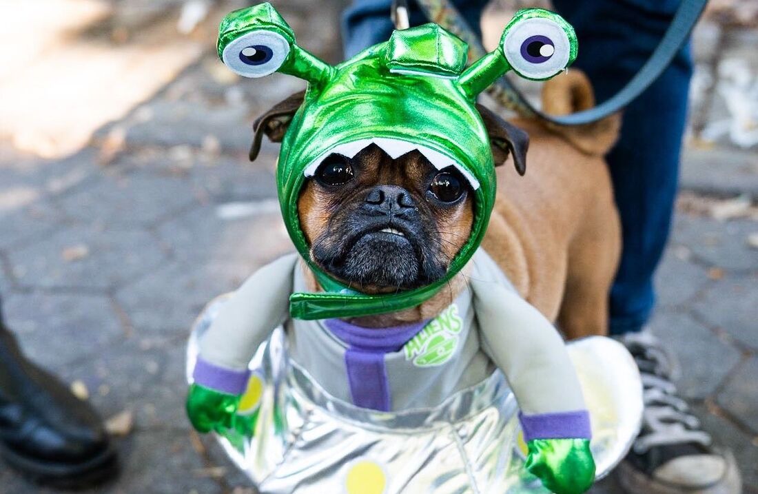 Cãozinho fantasiado no Halloween canino do Tompkins Saquare Park, em Nova York