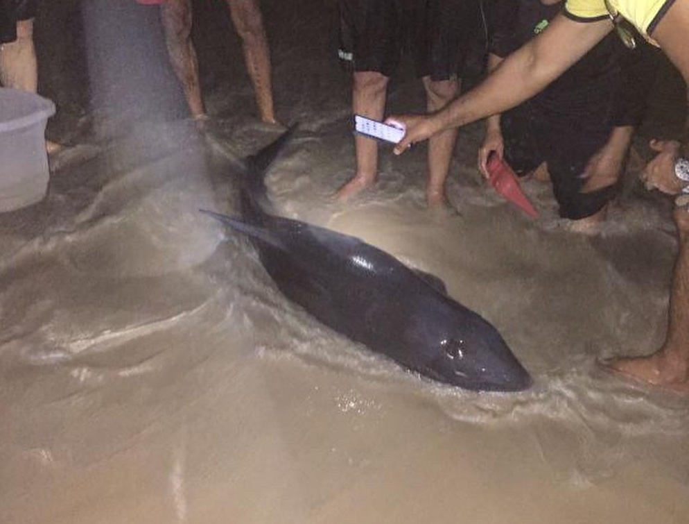 Golfinho é encontrado na praia de Boa Viagem