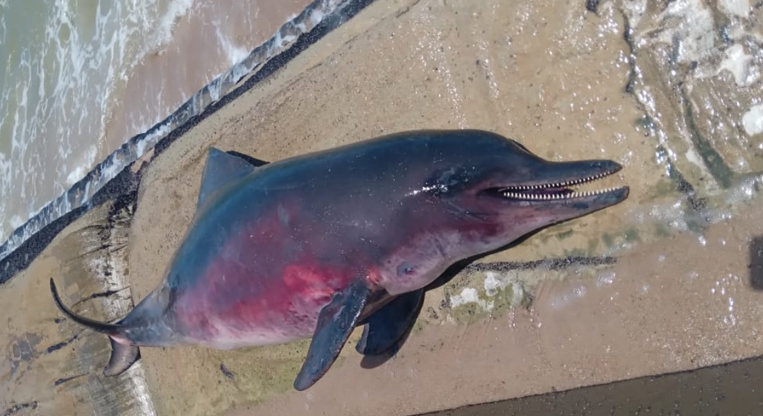 Golfinho encontrado morto em Paulista