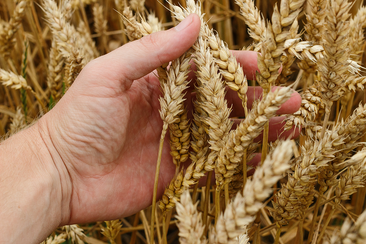 Dia Do Trigo Conheça A Origem E Propriedades Nutricionais Desse Grão E Seus Derivados Folha Pe 2320