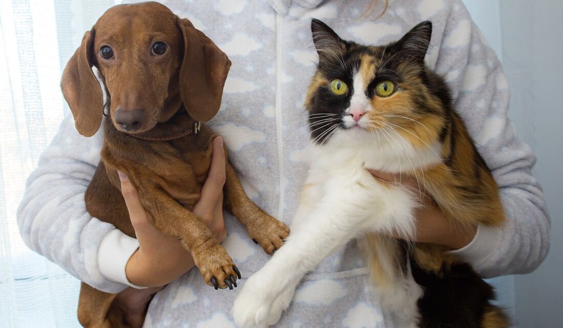 Cão e gato