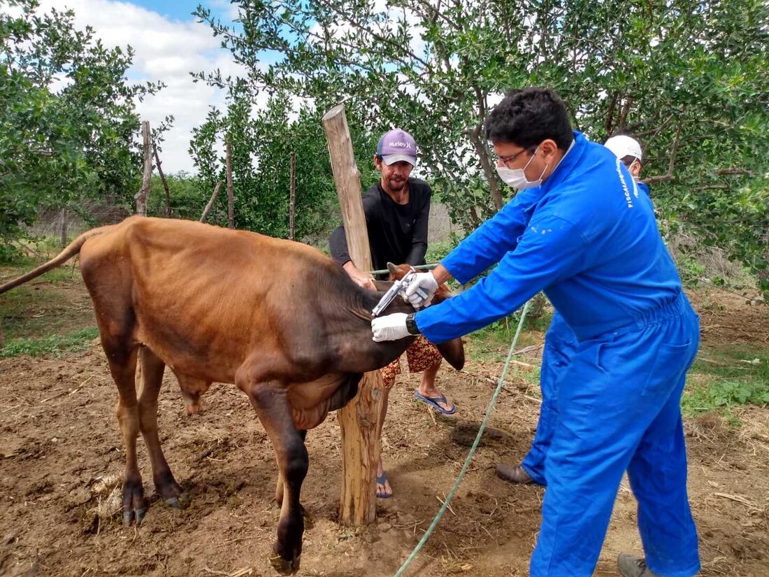 Vacinação contra febre aftosa em Pernambuco