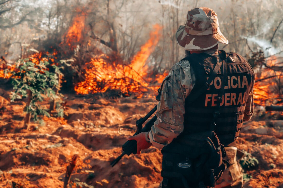 Operação destruiu cerca de 131 mil pés de maconha no município 