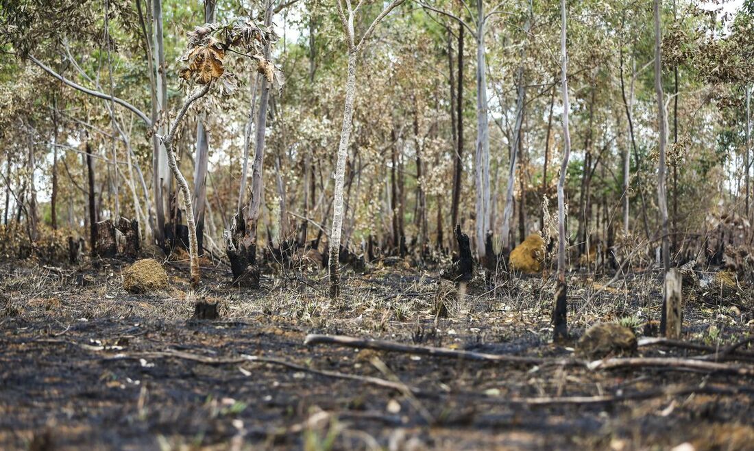 Área devastada por queimada