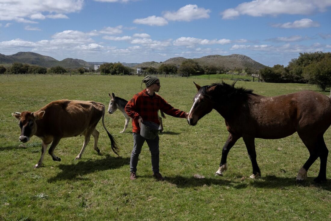 Campanha pelo fim do abate de cavalos no Brasil