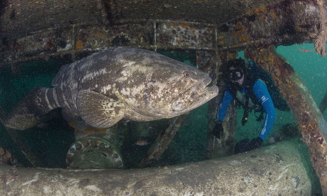 Prêmio de conservação da biodiversidade marinha prorroga inscrições