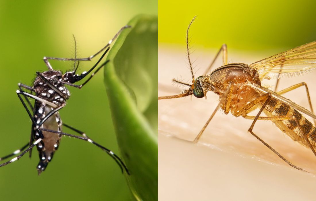 Enquanto o primeiro é o Aedes aegypti, com pintas brancas, o pernilongo é o Culex quinquefasciatus, em cor marrom