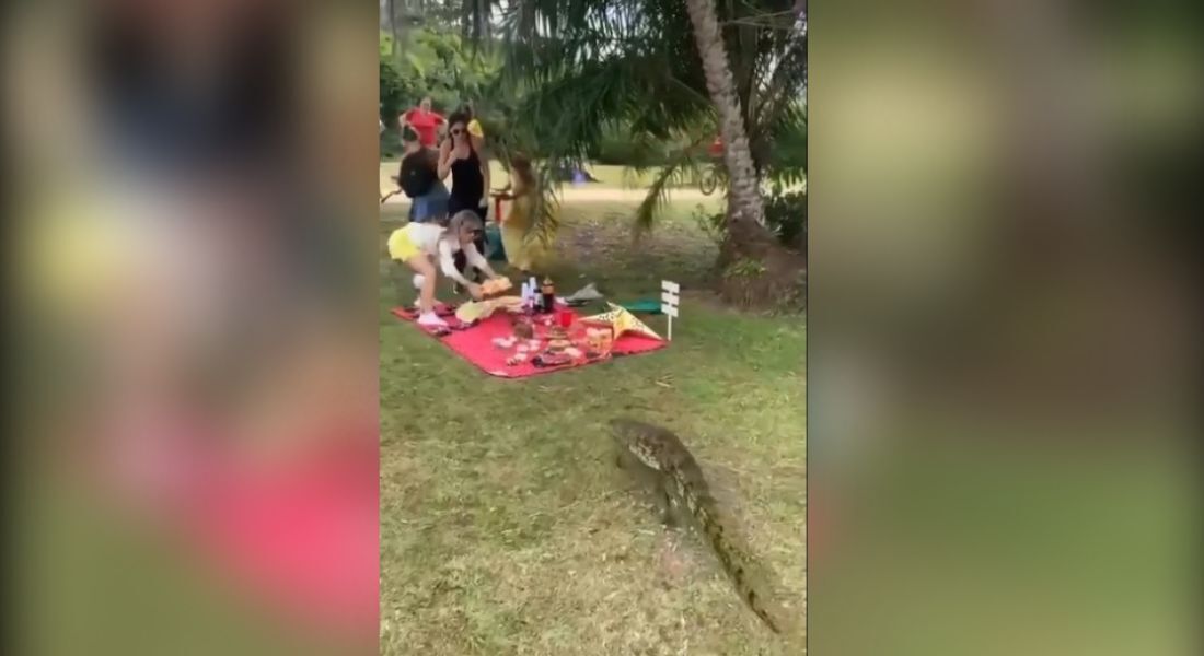 Jacaré "ataca" piquenique no Rio