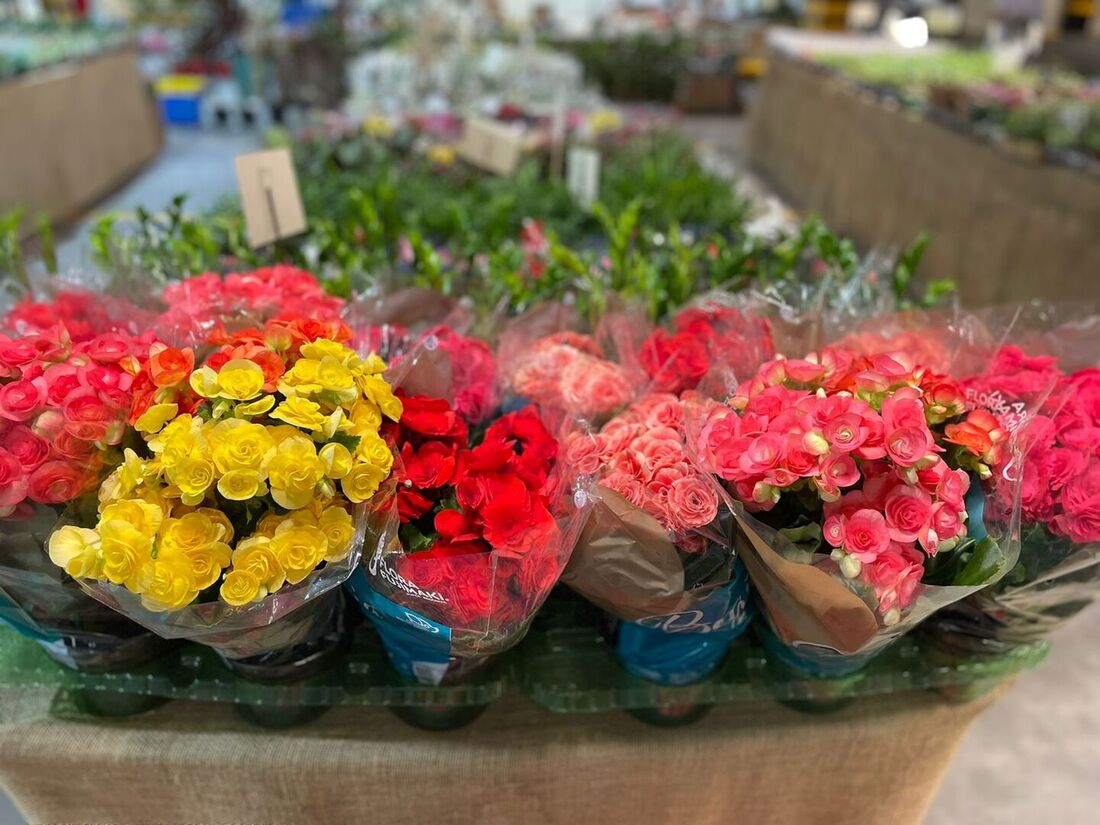 Feira de Flores de Holambra