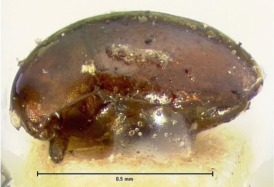 Besouros orthoperus, que medem menos de um milímetro de comprimento