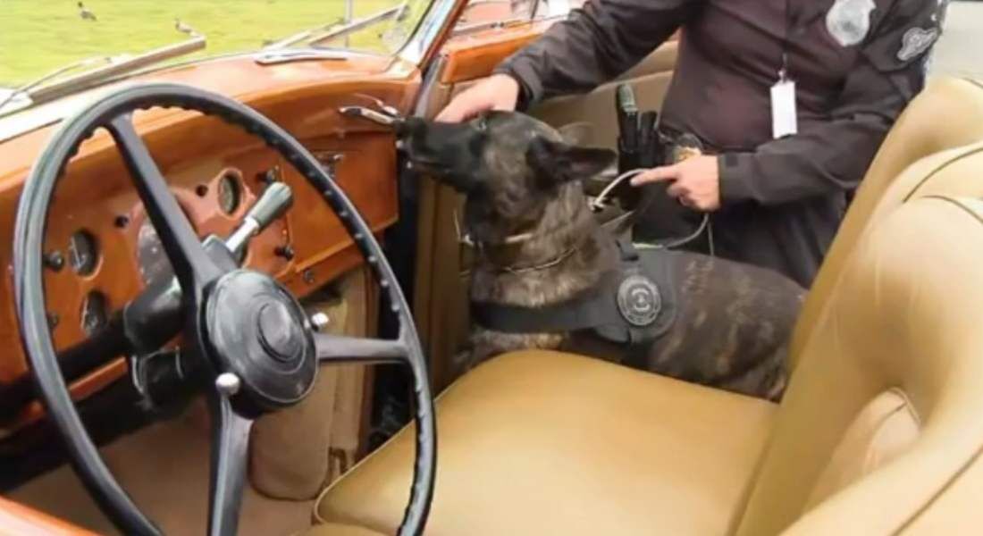 Cão farejador inspecionou carro que pode transportar presidente eleito 