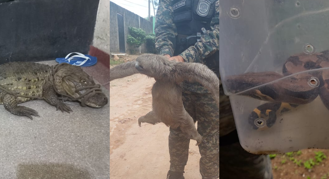 O Carnaval dos Animais - Metropolitana