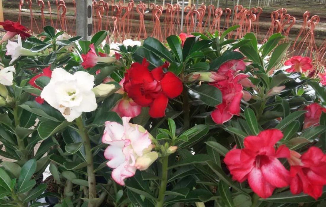 Parque Dona Lindu recebe o Festival das Flores de Holambra em Recife