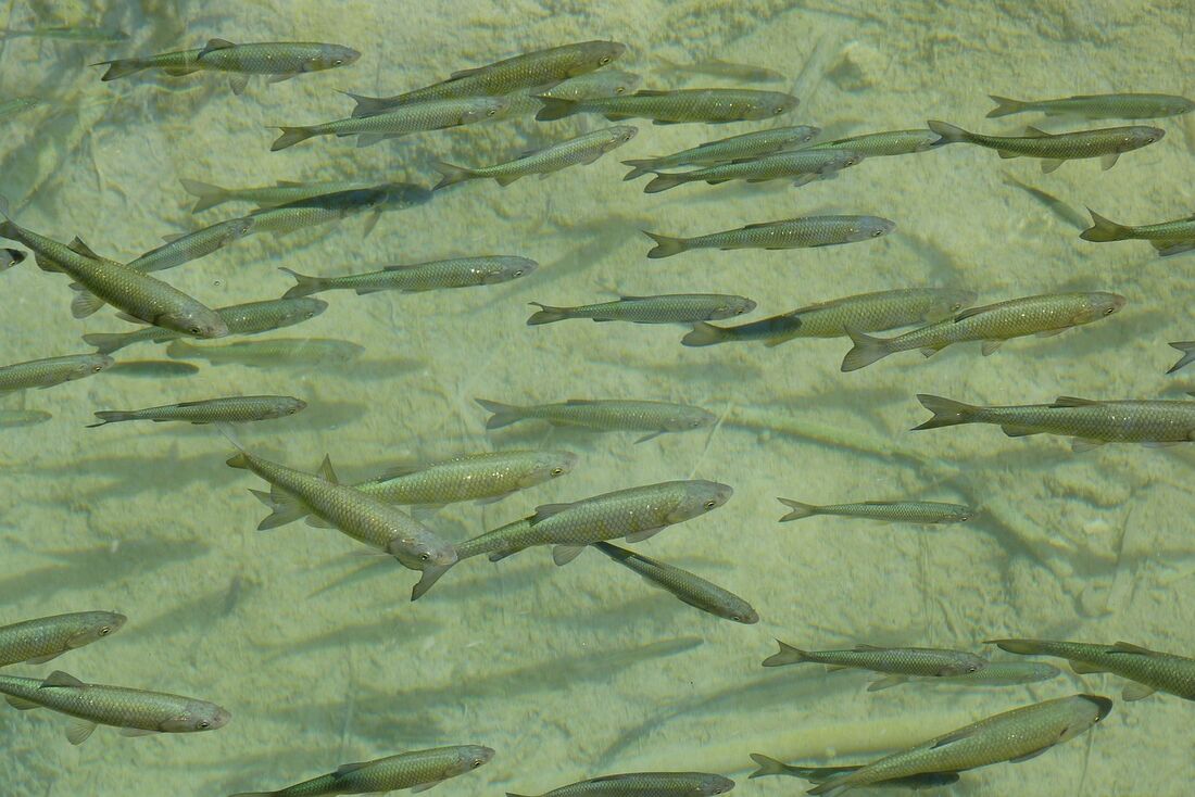 Cardume de Peixes. As decobertas de contaminação são "particularmente preocupantes devido ao impacto em comunidades desfavorecidas que consomem peixe por proteína ou por razões socioculturais", afirma pesquisador David Andrews