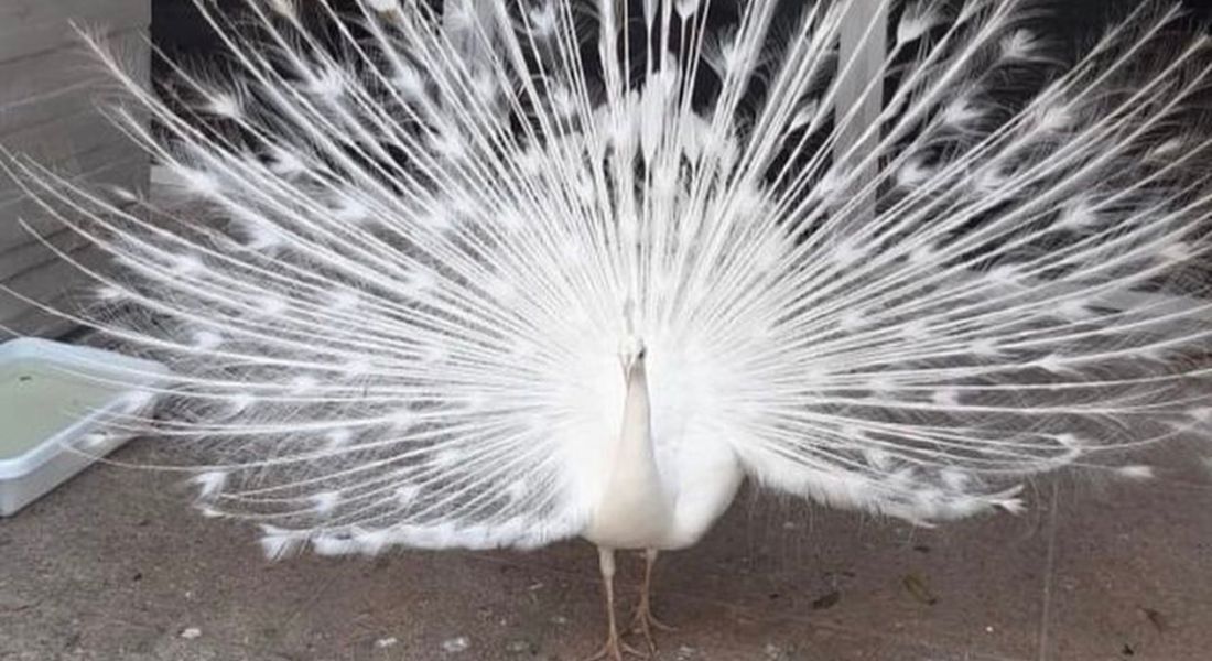 Pavão Sivuca, da Unicap, morre em decorrência de parada cardíaca