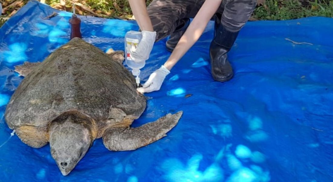 Tartaruga da espécie cabeçuda é resgatada em praia de Paulista