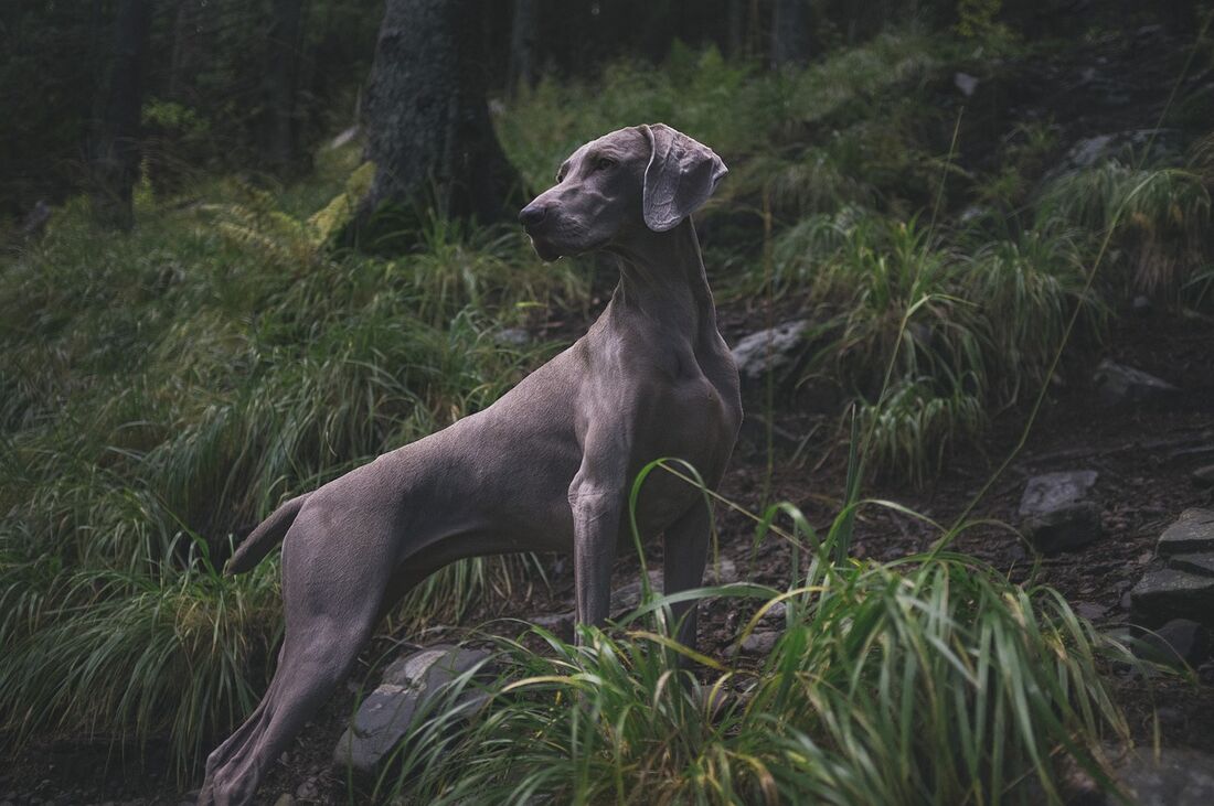 Cão de caça