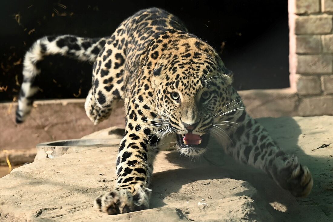 O leopardo de estimação foi capturado e levado a um zoológico