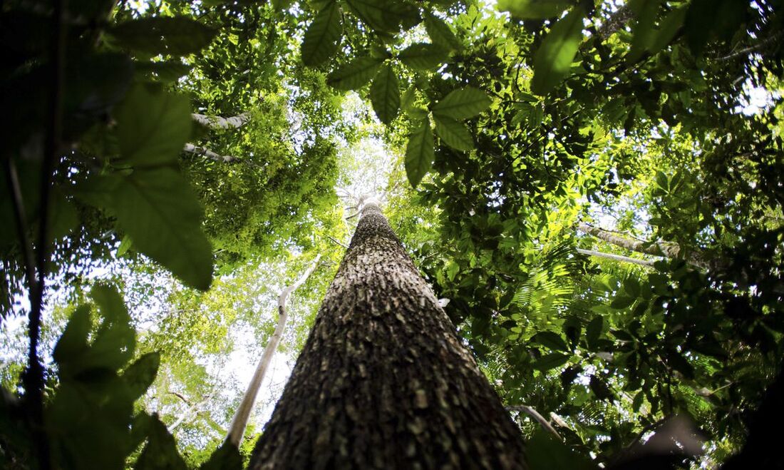 Floresta Amazônica. A área agregada de desmatamento na Amazônia Legal, em janeiro, foi de 167 quilômetros quadrados, uma redução de 61% em relação ao registrado no mesmo mês do ano passado