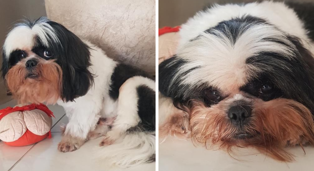 Tobby está desaparecido