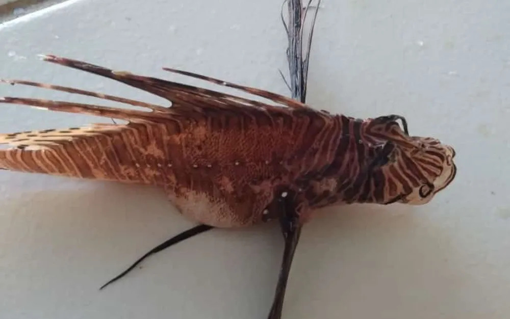 Peixe-leão é encontrado em Itamaracá 