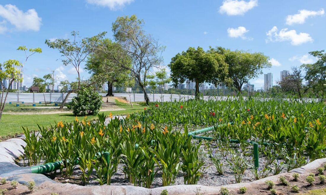 Jardins filtrantes no Recife