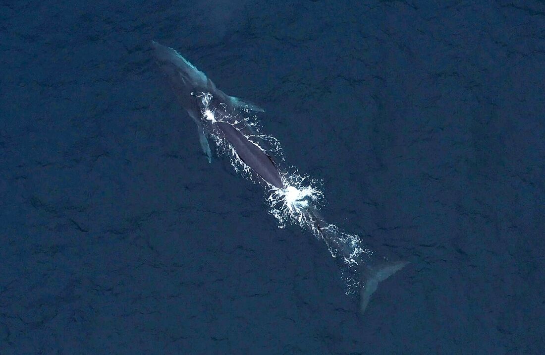 Foto aérea de uma baleia jubarte em Punta Choros, Chile