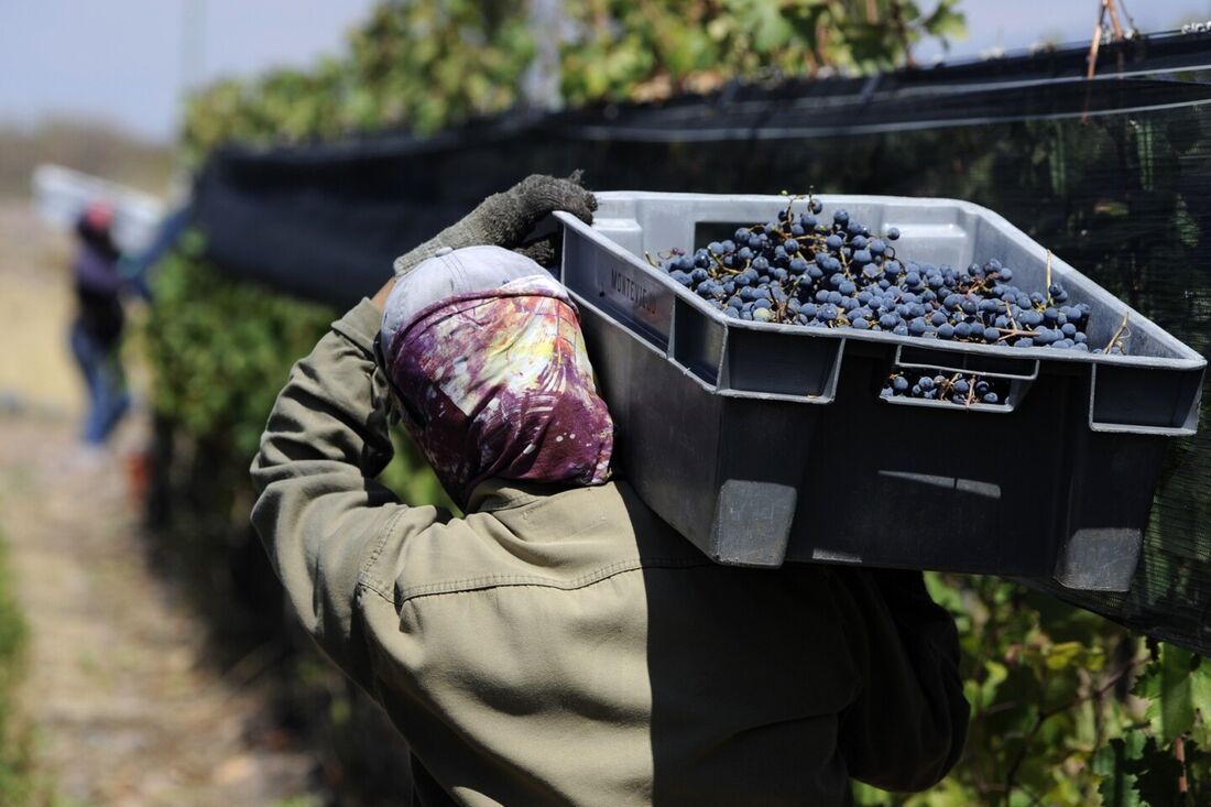 Uma colhedora carrega um recipiente plástico cheio de uvas Cabernet Franc no ombro durante a colheita na vinícola Monteviejo, no sopé da Cordilheira dos Andes, em Vista Flores, no Vale do Uco, departamento de Tunuyan, Mendoza, Argentina, em 14 de março 20