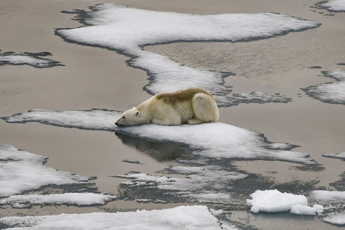 Nesta foto de arquivo tirada em 17 de agosto de 2021 Um urso polar é visto em blocos de gelo no Canal Britânico no arquipélago de Franz Josef Land em 16 de agosto de 2021