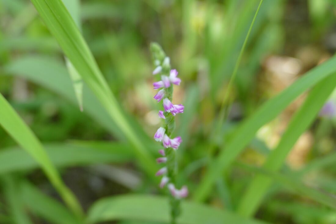 Nova espécie de orquídea semelhante a vidro é descoberta no Japão