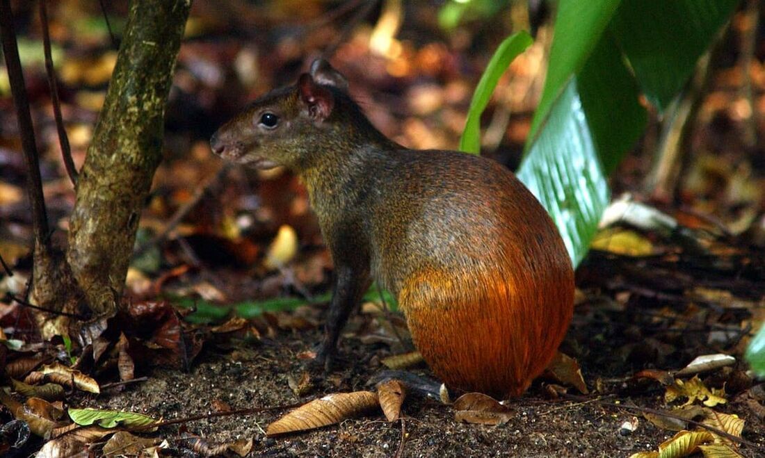 Catálogo da Vida do Brasil reunirá os dados sobre todas as espécies de seres vivos do país.