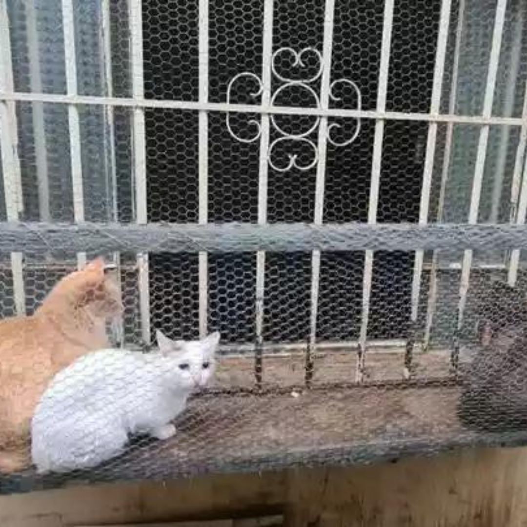 Gatos encontrados em situação de maus-tratos em Minas Gerais