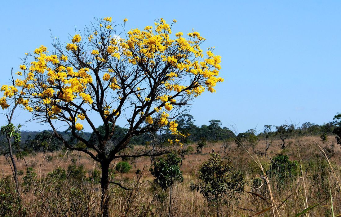 AGU institui grupo voltado à proteção dos biomas