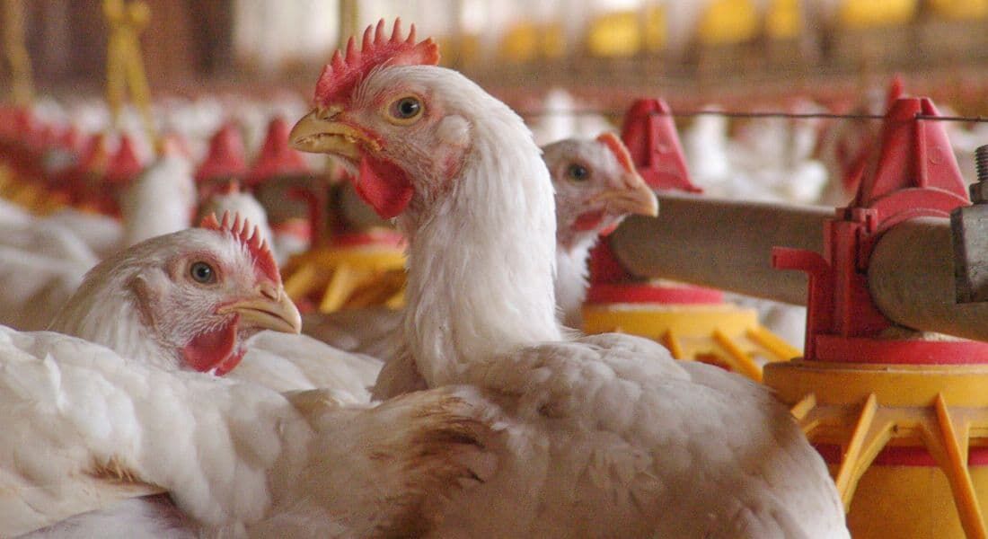 Pernambuco é o quarto maior produtor de ovos, o maior produtor de frangos do Nordeste