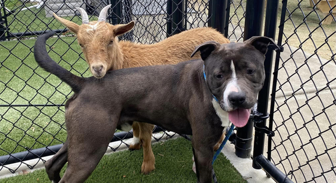 Cabra é "pré-requisito" para adoção de cachorro; os animais são melhores amigos