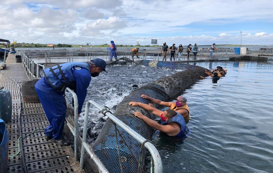 Produção de tilápias no município sertanejo é a segunda maior do Brasil