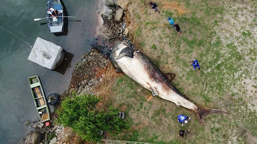 Tubarão-baleia é encontrado no litoral do Espírito Santo