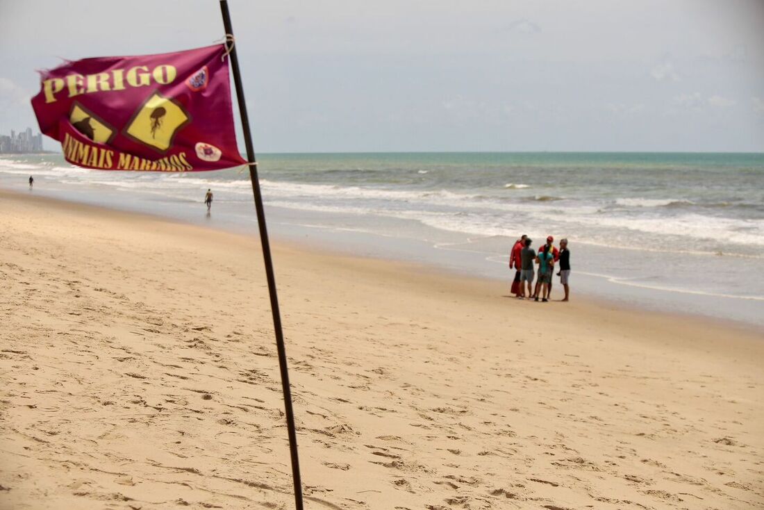 Comitê Estadual de Monitoramento de Incidentes com Tubarões estava vinculado à Secretaria de Defesa Social de Pernambuco