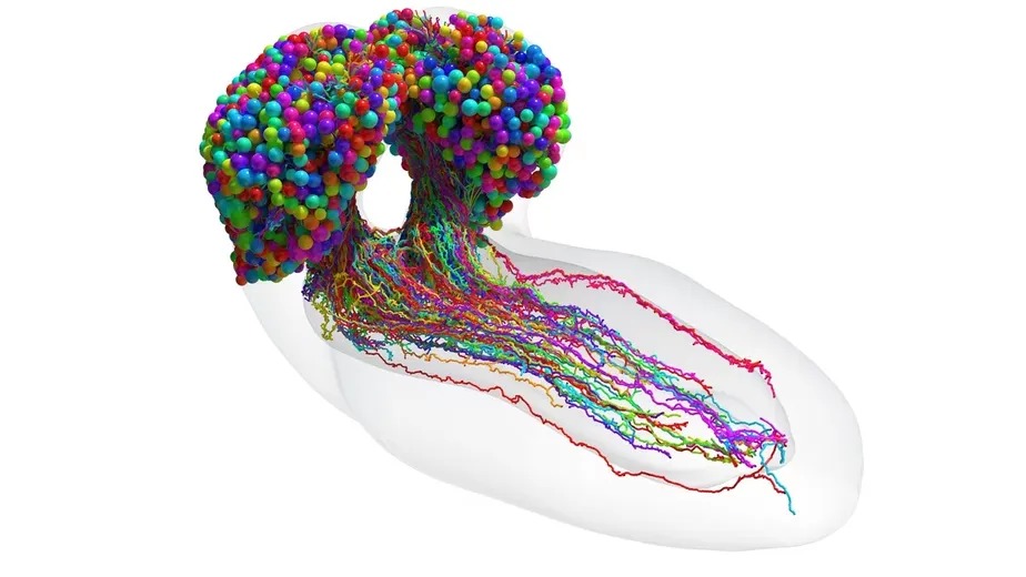 Mapa do cérebro da larva da mosca-das-frutas, com 3.016 neurônios e mais de meio milhão de conexões. 