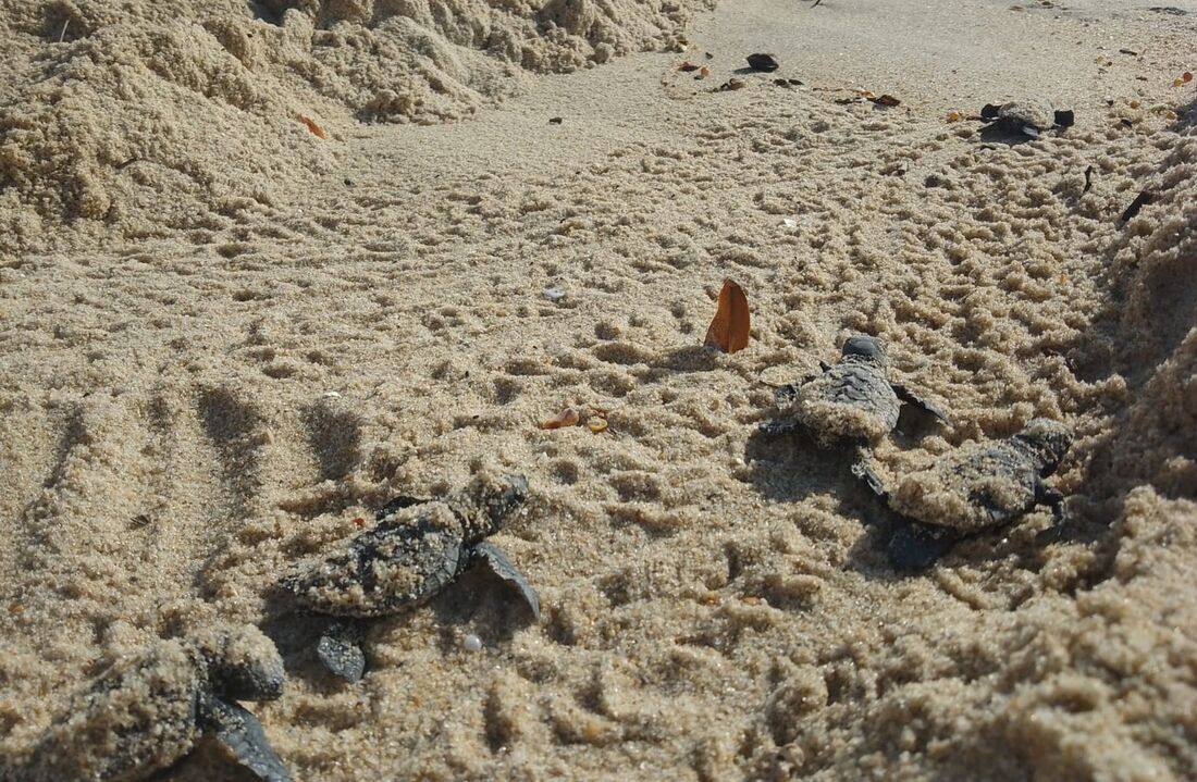 Tartarugas nasceram na praia de Enseadinha