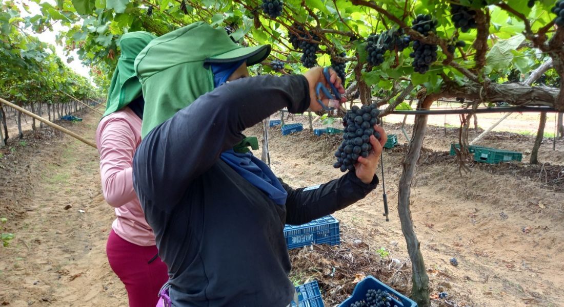  Valor Bruto da Produção de Uva em Pernambuco está estimado em R$ 1,9 bilhão para 2023 e Petrolina é protagonista