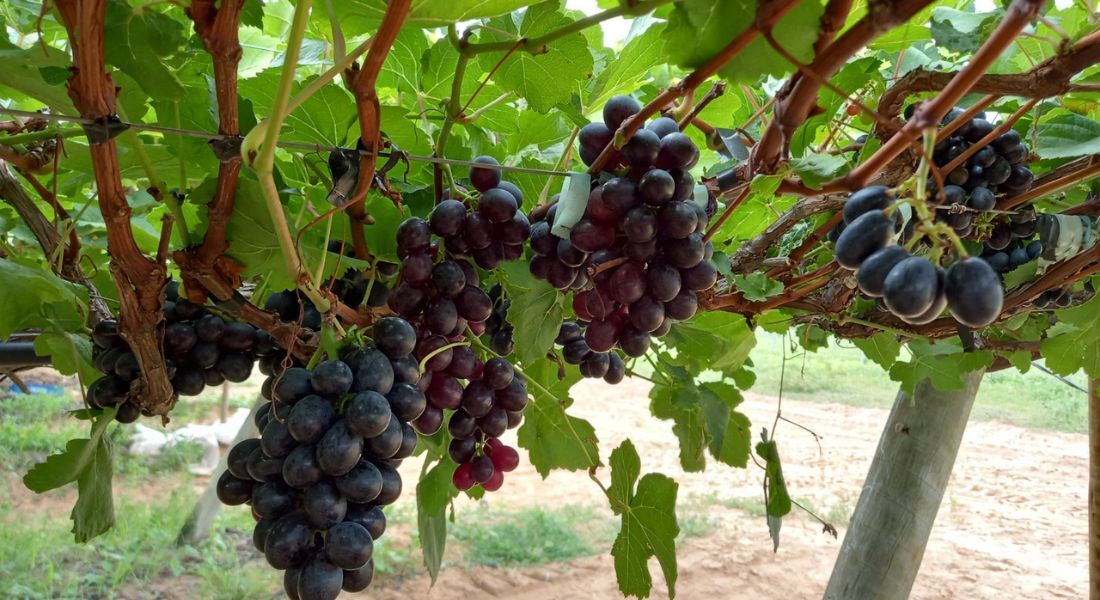 Somente em Petrolina, agricultura gera mais de 24 mil empregos diretos, com carteira assinada, segundo dados do CAGED. Em cada hectare de terra, há quatro trabalhadores, de acordo com a Abrafruta