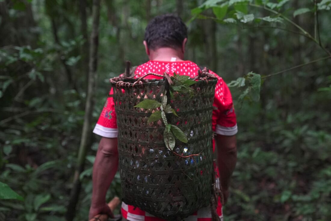 Entre dezembro e março, Lengua, um agricultor de 56 anos, entra em um reserva indígena em busca das sementes de Bertholletia excelsa.