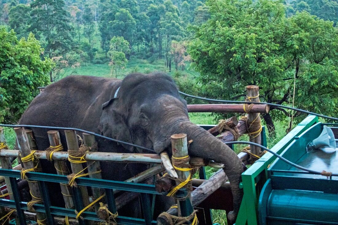 Guardas florestais transportando 'Arikomban', o elefante selvagem, no distrito de Idukki, no estado indiano de Kerala.