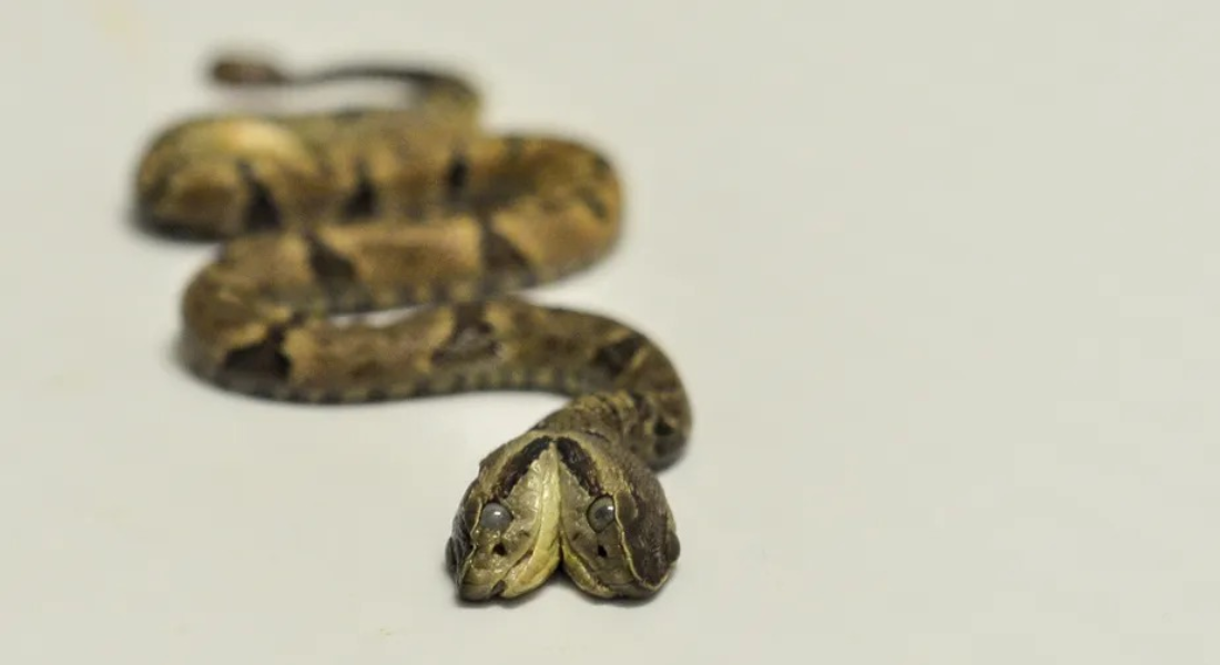 Jararaca com duas cabeças