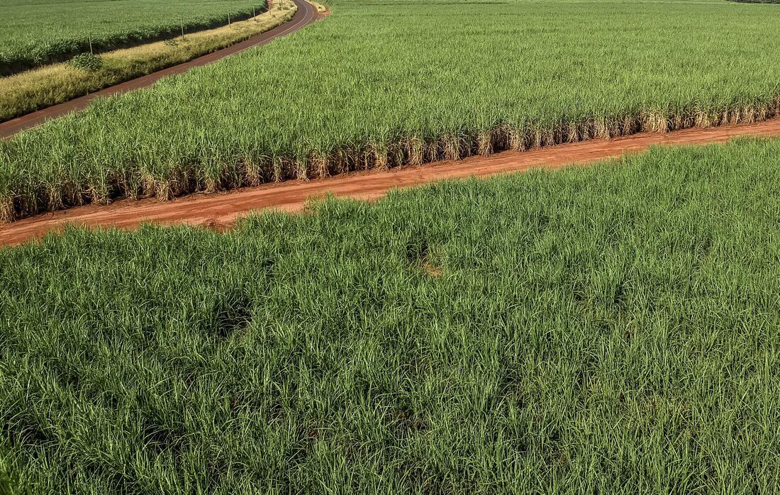 Plantação de cana-de-açúcar