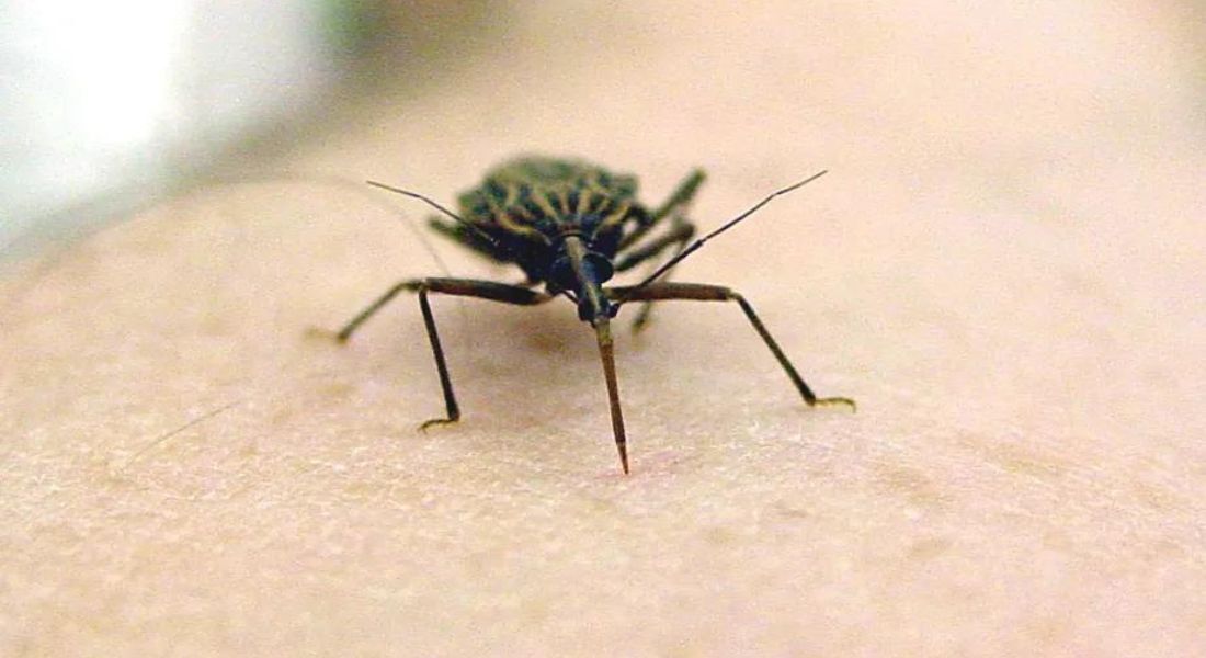 Inseto transmissor da doença de Chagas. 