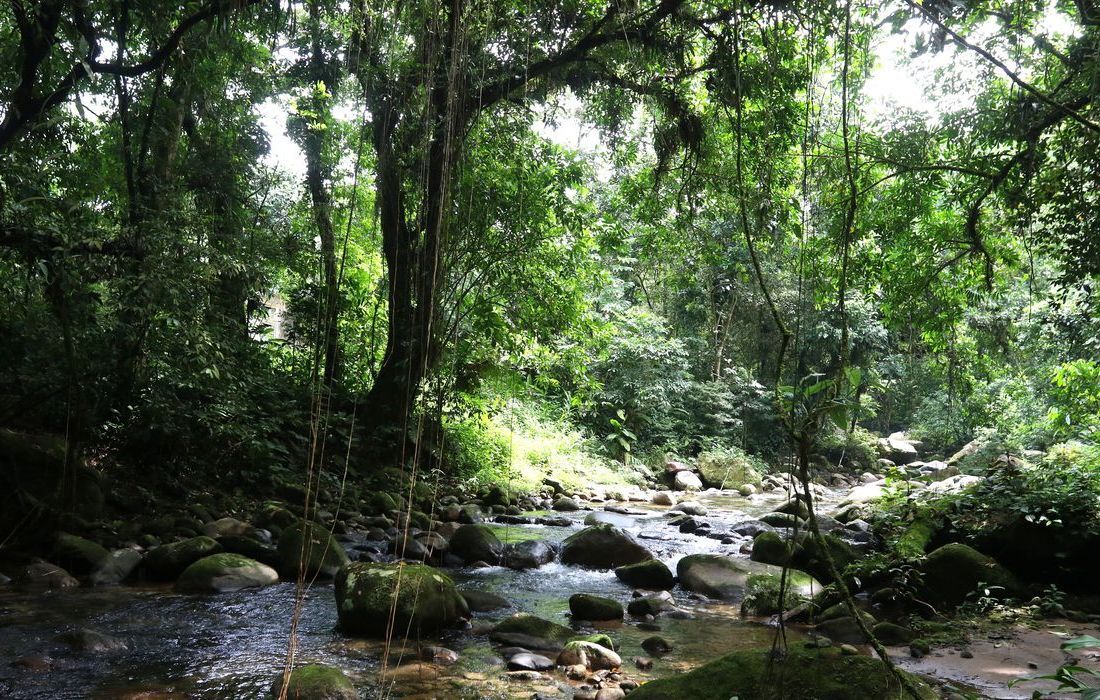  dia Dia 27 de maio, é celebrado a Mata Atlântica, Patrimônio Nacional e Reserva da Biosfera pela UNESCO