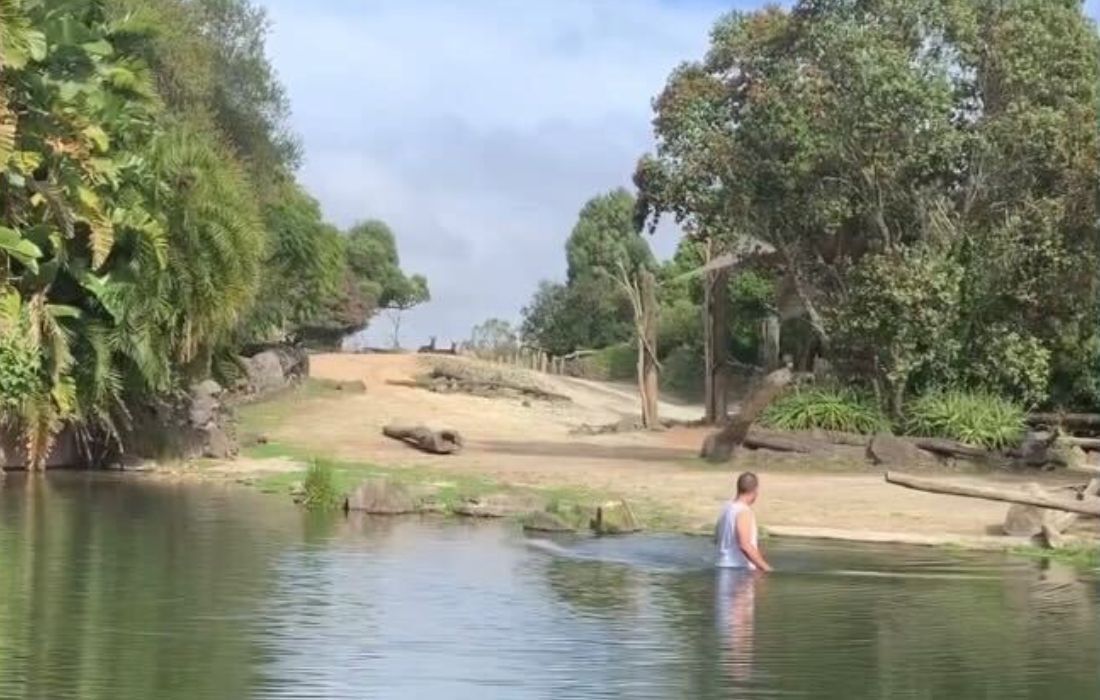 Homem detido após mergulhar em área reservada para rinocerontes em zoológico da Nova Zelândia