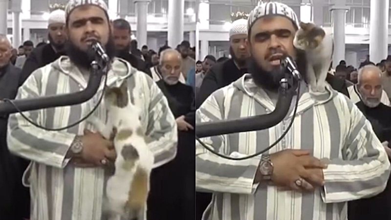 Gato tenta atrapalhar oração de Imã durante Ramadã